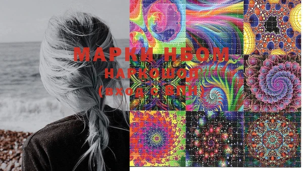 сатива Новозыбков