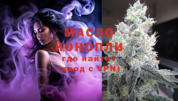 сатива Новозыбков